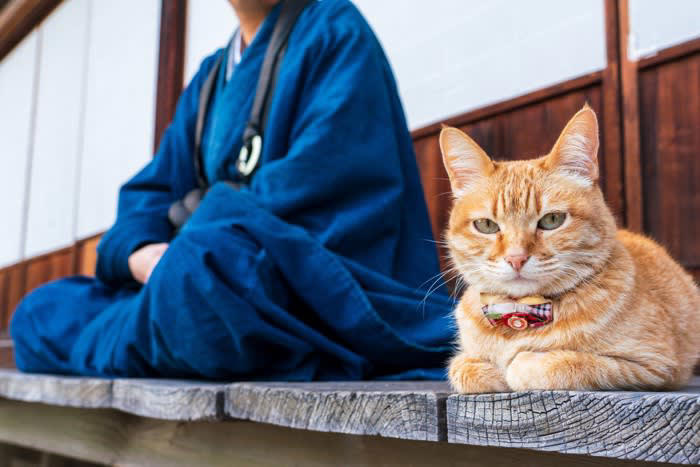 日本猫とは？世界から注目される理由を紹介, 日本猫の毛色と模様のバリエーション, 三毛猫（みけねこ）, キジトラ（きじとら）, サバトラ（さばとら）, 茶トラ（ちゃとら）, 白猫（しろねこ）, 黒猫（くろねこ）, 白黒（しろくろ）, 日本猫の特徴と魅力