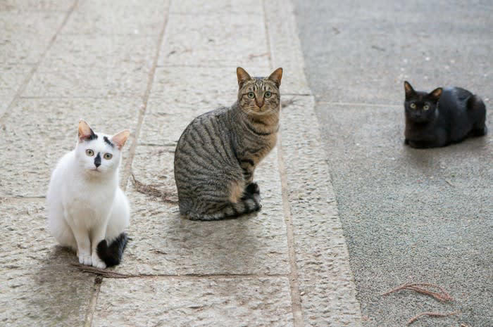 日本猫とは？世界から注目される理由を紹介, 日本猫の毛色と模様のバリエーション, 三毛猫（みけねこ）, キジトラ（きじとら）, サバトラ（さばとら）, 茶トラ（ちゃとら）, 白猫（しろねこ）, 黒猫（くろねこ）, 白黒（しろくろ）, 日本猫の特徴と魅力