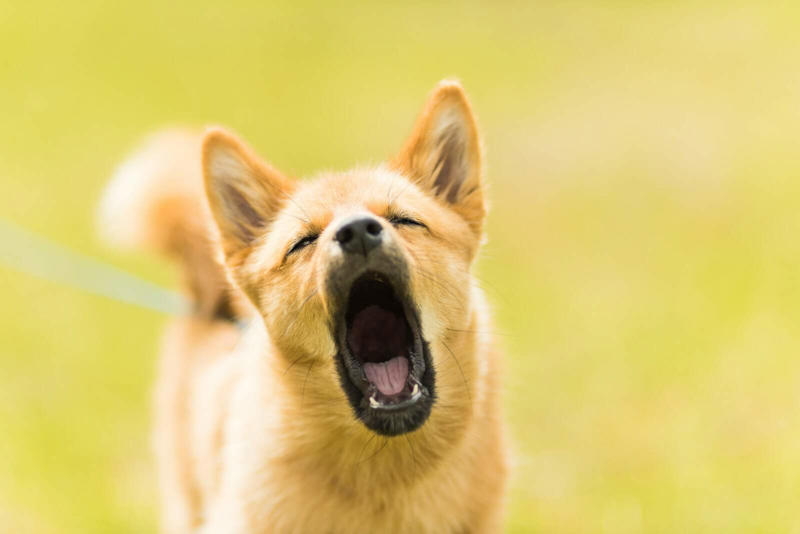 The Psychology Behind a Dog Breed’s Bark Acoustic Differences Between Breed Barks, Working Breeds and Their Alert Barking, Guard Dogs and Territorial Barking Patterns, Small Breeds and Alarm Barking Tendencies, Hunting Dogs and Their Specialized Vocalizations, Companion Breeds and Social Barking, The Genetics Behind Bark Tendencies, Emotional States Expressed Through Different Barks, Training and Environmental Influences on Barking, Problematic Barking and Behavioral Intervention, Understanding Your Dog's Unique Bark Language