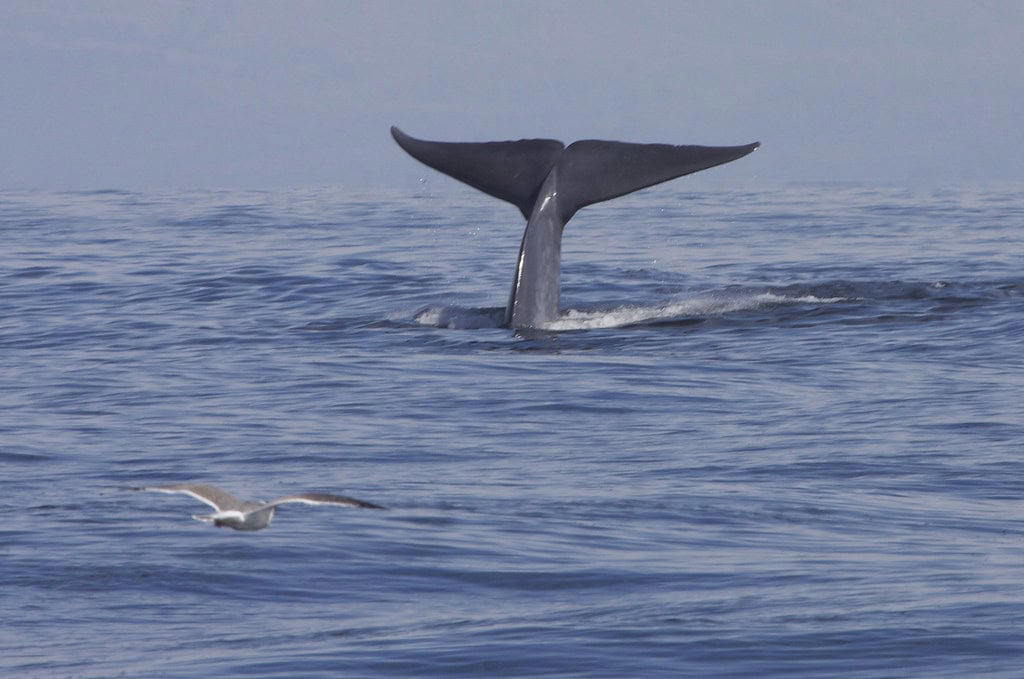 Marine Mammals Seen Off the Coast of Northern California Evolutionary Journey: From Land to Sea, Size Comparison: Dwarfing the Dinosaurs, Biological Marvels: Inside the Blue Whale, Diet and Feeding: The Paradox of the Giant, Communication and Social Behavior, Migration Patterns: Epic Ocean Journeys, Reproduction and Life Cycle, Historical Hunting and Near Extinction, Conservation Status and Recovery Efforts, Scientific Research: Studying Earth's Largest Animal, The Blue Whale in Human Culture