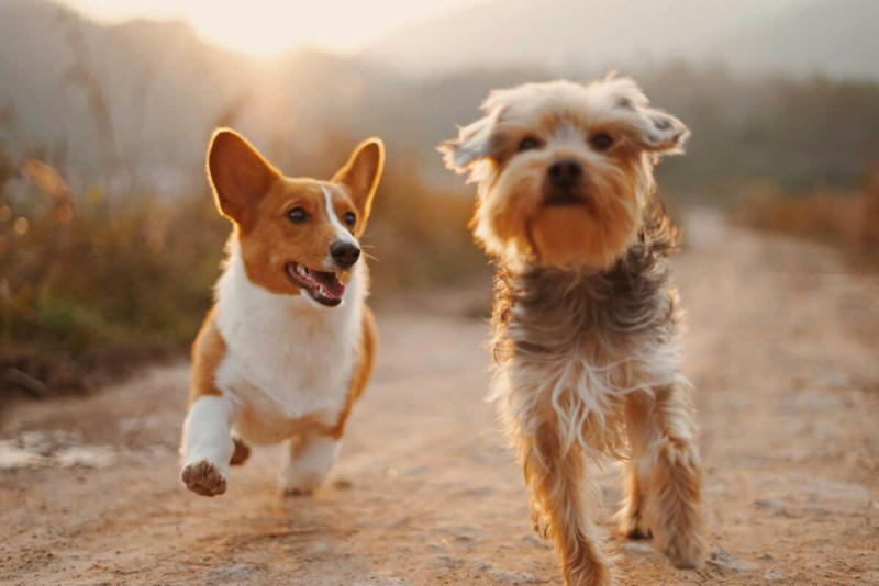 The Independent Basenji: Africa's Barkless Loner, Chow Chows: The Aloof Guardians, Shiba Inus: Japan's Self-Sufficient Spirits, Afghan Hounds: Elegant Solitary Hunters, Akitas: The Loyal Yet Independent Guardians, Shar Peis: The Wrinkled Introverts, Greyhounds: Surprisingly Low-Key Loners, Scottish Deerhounds: Gentle Giants Who Enjoy Solitude, Pharaoh Hounds: Ancient Hunters with Modern Independence, Whippets: Quiet Companions Who Value Personal Space, Labrador Retrievers: The Ultimate People-Pleasers, Golden Retrievers: Hearts That Need Constant Connection, Border Collies: Workaholics Who Need Their People, Cavalier King Charles Spaniels: Velcro Dogs Extraordinaire, Havanese: Cuba's Clingy Companions, Vizslas: Hungarian Hunting Partners Who Hate Solitude, German Shorthaired Pointers: Energetic Social Butterflies, French Bulldogs: Flat-Faced Social Seekers