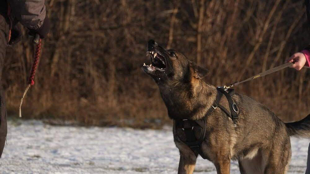 Working Breeds and Their Alert Barking Acoustic Differences Between Breed Barks, Working Breeds and Their Alert Barking, Guard Dogs and Territorial Barking Patterns, Small Breeds and Alarm Barking Tendencies, Hunting Dogs and Their Specialized Vocalizations, Companion Breeds and Social Barking, The Genetics Behind Bark Tendencies, Emotional States Expressed Through Different Barks, Training and Environmental Influences on Barking, Problematic Barking and Behavioral Intervention, Understanding Your Dog's Unique Bark Language