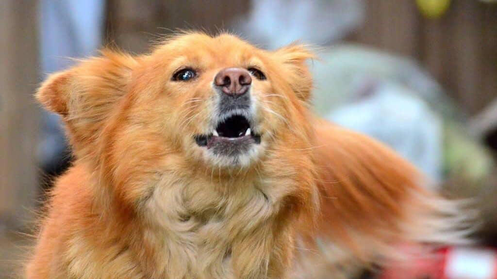 Acoustic Differences Between Breed Barks Acoustic Differences Between Breed Barks, Working Breeds and Their Alert Barking, Guard Dogs and Territorial Barking Patterns, Small Breeds and Alarm Barking Tendencies, Hunting Dogs and Their Specialized Vocalizations, Companion Breeds and Social Barking, The Genetics Behind Bark Tendencies, Emotional States Expressed Through Different Barks, Training and Environmental Influences on Barking, Problematic Barking and Behavioral Intervention, Understanding Your Dog's Unique Bark Language