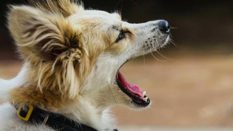 Problematic Barking and Behavioral Intervention Acoustic Differences Between Breed Barks, Working Breeds and Their Alert Barking, Guard Dogs and Territorial Barking Patterns, Small Breeds and Alarm Barking Tendencies, Hunting Dogs and Their Specialized Vocalizations, Companion Breeds and Social Barking, The Genetics Behind Bark Tendencies, Emotional States Expressed Through Different Barks, Training and Environmental Influences on Barking, Problematic Barking and Behavioral Intervention, Understanding Your Dog's Unique Bark Language