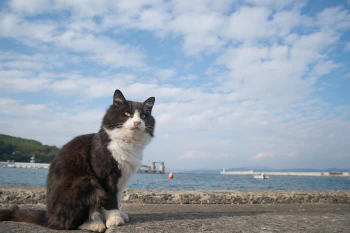 日本猫とは？世界から注目される理由を紹介, 日本猫の毛色と模様のバリエーション, 三毛猫（みけねこ）, キジトラ（きじとら）, サバトラ（さばとら）, 茶トラ（ちゃとら）, 白猫（しろねこ）, 黒猫（くろねこ）, 白黒（しろくろ）, 日本猫の特徴と魅力
