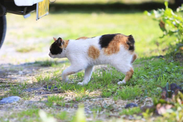 日本猫とは？世界から注目される理由を紹介, 日本猫の毛色と模様のバリエーション, 三毛猫（みけねこ）, キジトラ（きじとら）, サバトラ（さばとら）, 茶トラ（ちゃとら）, 白猫（しろねこ）, 黒猫（くろねこ）, 白黒（しろくろ）, 日本猫の特徴と魅力