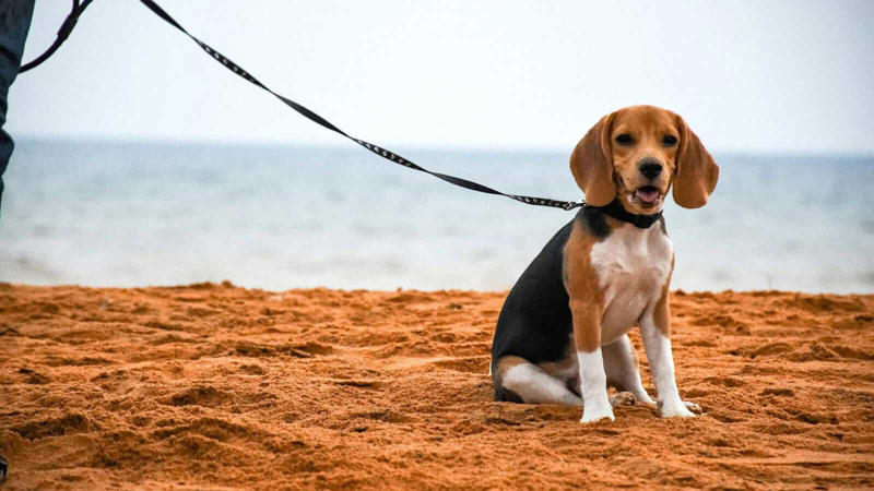 The Genetics Behind Bark Tendencies Acoustic Differences Between Breed Barks, Working Breeds and Their Alert Barking, Guard Dogs and Territorial Barking Patterns, Small Breeds and Alarm Barking Tendencies, Hunting Dogs and Their Specialized Vocalizations, Companion Breeds and Social Barking, The Genetics Behind Bark Tendencies, Emotional States Expressed Through Different Barks, Training and Environmental Influences on Barking, Problematic Barking and Behavioral Intervention, Understanding Your Dog's Unique Bark Language