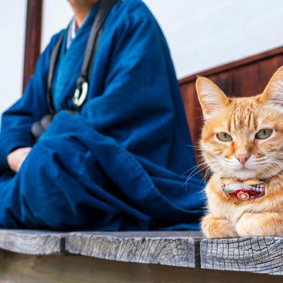 日本猫とは？世界から注目される理由を紹介, 日本猫の毛色と模様のバリエーション, 三毛猫（みけねこ）, キジトラ（きじとら）, サバトラ（さばとら）, 茶トラ（ちゃとら）, 白猫（しろねこ）, 黒猫（くろねこ）, 白黒（しろくろ）, 日本猫の特徴と魅力