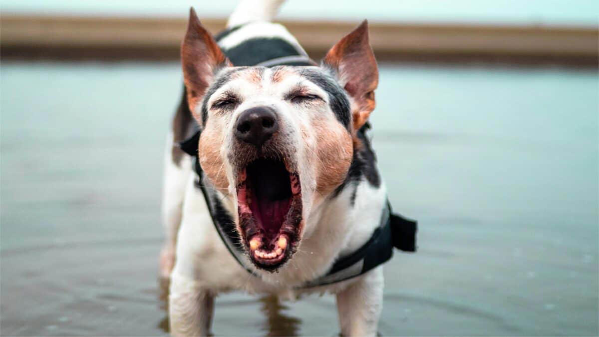 Emotional States Expressed Through Different Barks Acoustic Differences Between Breed Barks, Working Breeds and Their Alert Barking, Guard Dogs and Territorial Barking Patterns, Small Breeds and Alarm Barking Tendencies, Hunting Dogs and Their Specialized Vocalizations, Companion Breeds and Social Barking, The Genetics Behind Bark Tendencies, Emotional States Expressed Through Different Barks, Training and Environmental Influences on Barking, Problematic Barking and Behavioral Intervention, Understanding Your Dog's Unique Bark Language