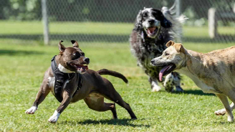 Companion Breeds and Social Barking Acoustic Differences Between Breed Barks, Working Breeds and Their Alert Barking, Guard Dogs and Territorial Barking Patterns, Small Breeds and Alarm Barking Tendencies, Hunting Dogs and Their Specialized Vocalizations, Companion Breeds and Social Barking, The Genetics Behind Bark Tendencies, Emotional States Expressed Through Different Barks, Training and Environmental Influences on Barking, Problematic Barking and Behavioral Intervention, Understanding Your Dog's Unique Bark Language