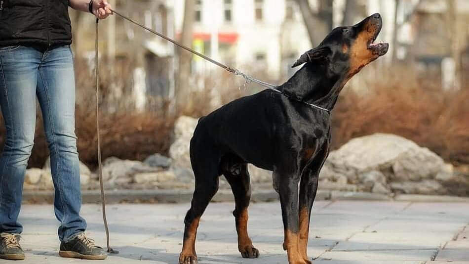Guard Dogs and Territorial Barking Patterns Acoustic Differences Between Breed Barks, Working Breeds and Their Alert Barking, Guard Dogs and Territorial Barking Patterns, Small Breeds and Alarm Barking Tendencies, Hunting Dogs and Their Specialized Vocalizations, Companion Breeds and Social Barking, The Genetics Behind Bark Tendencies, Emotional States Expressed Through Different Barks, Training and Environmental Influences on Barking, Problematic Barking and Behavioral Intervention, Understanding Your Dog's Unique Bark Language