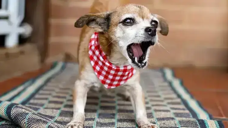 Small Breeds and Alarm Barking Tendencies Acoustic Differences Between Breed Barks, Working Breeds and Their Alert Barking, Guard Dogs and Territorial Barking Patterns, Small Breeds and Alarm Barking Tendencies, Hunting Dogs and Their Specialized Vocalizations, Companion Breeds and Social Barking, The Genetics Behind Bark Tendencies, Emotional States Expressed Through Different Barks, Training and Environmental Influences on Barking, Problematic Barking and Behavioral Intervention, Understanding Your Dog's Unique Bark Language