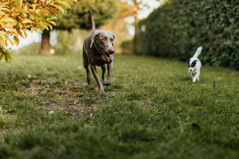 Auditory Cues and Voice Recognition The Science of Canine Emotional Recognition, Scent Detection of Emotional Changes, Facial Expression Recognition, Behavioral Changes Detection, Auditory Cues and Voice Recognition, Empathy and Emotional Contagion, The Role of Oxytocin in Emotional Bond, Breed Differences in Emotional Sensitivity, The Impact of Training on Emotional Detection, Comforting Behaviors Dogs Display, When Emotional Detection Goes Wrong, Strengthening Your Emotional Bond