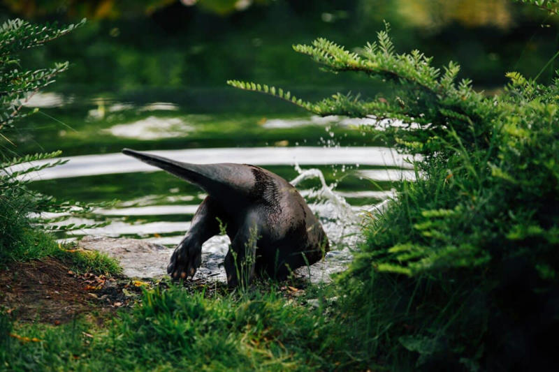 Conclusion: 12. Pink River Dolphin (Boto), 11. Spectacled Bear, 10. Jaguar, 9. Andean Condor, 8. Colombian Lesserblack Tarantula, 7. Giant Anteater, 6. Poison Dart Frogs, 5. Orinoco Crocodile, 4. Glass Frog, 3. Humpback Whale, 2. Capybara, 1. Scarlet Ibis