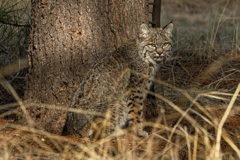 Ghost Town Bobcats: Masters of the Empty Streets, Pallas’s Cats: Fuzzy Survivors of Ruined Fortresses, Lynx Patrol: Snowy Echoes in Abandoned Ski Resorts, Leopard Ghosts: Kings of Overgrown Estates, Caracals on the Runway: Claiming Abandoned Airports, Jungle Cats: Rulers of Sunken Temples, Servals in Forgotten Farms: Tall Grass, Tall Ears, Urban Leopards: Camouflage in Concrete Jungles, Pampas Cats: Shadows in Deserted Mines, Fishing Cats: Stalking in Flooded Factories, Jaguars: Silent Watchers in Lost Rainforest Settlements, Sand Cats: Tiny Terrors in Abandoned Outposts, Rusty-Spotted Cats: Hiding in Overgrown Gardens, Ocelots: Ghosts of Forgotten Sugar Plantations, Margays: Tree Acrobats in Deserted Eco-Lodges, Jungle Leopards: Stalking Forgotten Battlefields, Wildcats of Chernobyl: Life After Disaster, Clouded Leopards: Misty Moves in Abandoned Tea Plantations, Flat-headed Cats: Ghosts in Flooded Villages, Andean Cats: Wind Shadows in Empty Mountain Mines, Jungle Lynx: Watchers in Forgotten Plantations, Black-Footed Cats: Tiny Hunters in Deserted Camps, Asiatic Wildcats: Prowling Deserted Villages, Jungle Bobcats: Echoes in Overgrown Amusement Parks, Marbled Cats: Secret Paths in Abandoned Gardens