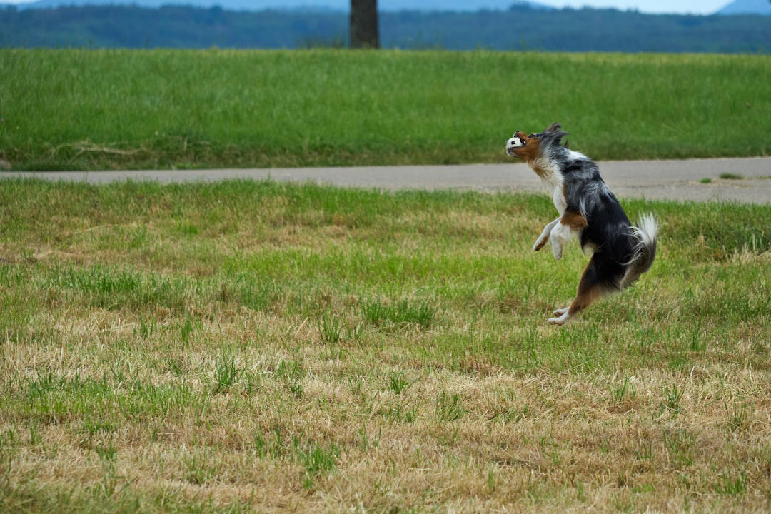 The Thrill of Chasing Moving Objects The Intoxicating World of Scent Adventures, Freedom to Run at Full Speed, Social Interactions with Fellow Canines, Meeting New Human Friends, The Thrill of Chasing Moving Objects, Exploring Different Textures and Surfaces, Water Features and Swimming Opportunities, Rolling and Digging in Natural Environments, Finding and Investigating Interesting Objects, Off-Leash Exercise and Natural Movement, Seasonal Changes and Weather Variations, Territory Marking and Scent Communication, Overwhelming Noise and Commotion, Aggressive or Unpredictable Dogs, Overwhelming Crowds and Lack of Escape Routes