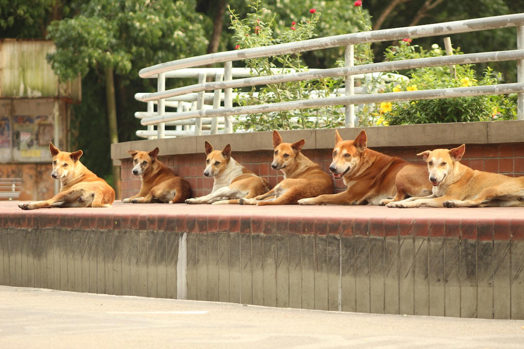Overwhelming Crowds and Lack of Escape Routes The Intoxicating World of Scent Adventures, Freedom to Run at Full Speed, Social Interactions with Fellow Canines, Meeting New Human Friends, The Thrill of Chasing Moving Objects, Exploring Different Textures and Surfaces, Water Features and Swimming Opportunities, Rolling and Digging in Natural Environments, Finding and Investigating Interesting Objects, Off-Leash Exercise and Natural Movement, Seasonal Changes and Weather Variations, Territory Marking and Scent Communication, Overwhelming Noise and Commotion, Aggressive or Unpredictable Dogs, Overwhelming Crowds and Lack of Escape Routes