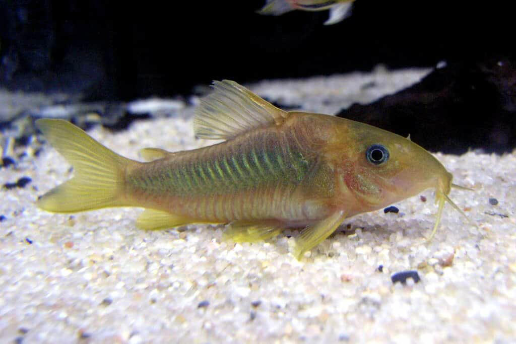 Goldfish Bubble Wall Enthusiasts, Zebra Danios Active Bubble Chasers, Platies Colorful Bubble Enthusiasts, Mollies Bubble-Loving Livebearers, White Cloud Mountain Minnows Cool-Water Bubble Fans, Corydoras Catfish Bottom-Dwelling Bubble Appreciators, Rainbowfish Colorful Current Swimmers, Swordtails Graceful Bubble Navigators, Barbs Energetic Bubble Explorers, Guppies Colorful Bubble Dancers, Three Fish That Prefer to Avoid Bubble Walls, Creating the Perfect Bubble Environment for Your Fish