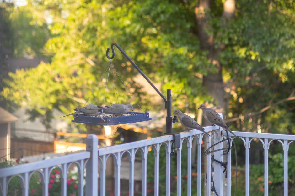 Where is the best place to put your bird feeder?, What type of bird feeder should you use?, What should you feed the birds?, Is it OK to have a bird feeder in your yard?, How often should you clean your bird feeder?, How long will it take for birds to find the feeder?, Too long; didn't read?