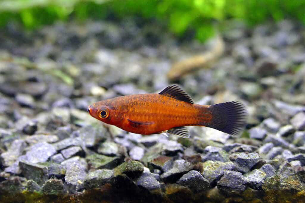 Goldfish Bubble Wall Enthusiasts, Zebra Danios Active Bubble Chasers, Platies Colorful Bubble Enthusiasts, Mollies Bubble-Loving Livebearers, White Cloud Mountain Minnows Cool-Water Bubble Fans, Corydoras Catfish Bottom-Dwelling Bubble Appreciators, Rainbowfish Colorful Current Swimmers, Swordtails Graceful Bubble Navigators, Barbs Energetic Bubble Explorers, Guppies Colorful Bubble Dancers, Three Fish That Prefer to Avoid Bubble Walls, Creating the Perfect Bubble Environment for Your Fish