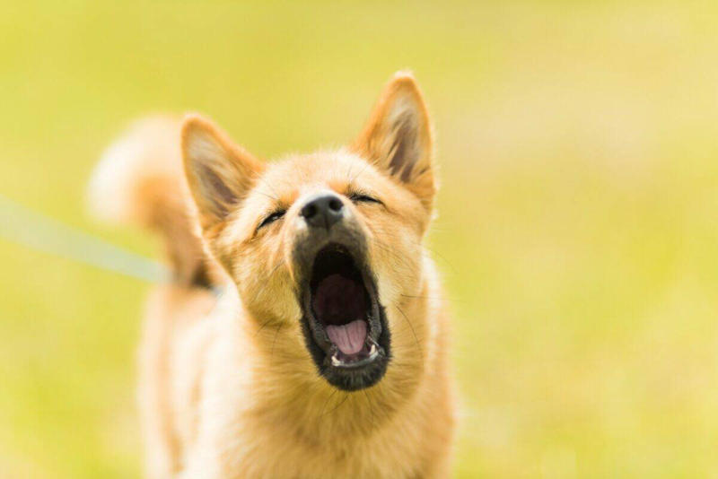 Aggressive or Unpredictable Dogs The Intoxicating World of Scent Adventures, Freedom to Run at Full Speed, Social Interactions with Fellow Canines, Meeting New Human Friends, The Thrill of Chasing Moving Objects, Exploring Different Textures and Surfaces, Water Features and Swimming Opportunities, Rolling and Digging in Natural Environments, Finding and Investigating Interesting Objects, Off-Leash Exercise and Natural Movement, Seasonal Changes and Weather Variations, Territory Marking and Scent Communication, Overwhelming Noise and Commotion, Aggressive or Unpredictable Dogs, Overwhelming Crowds and Lack of Escape Routes
