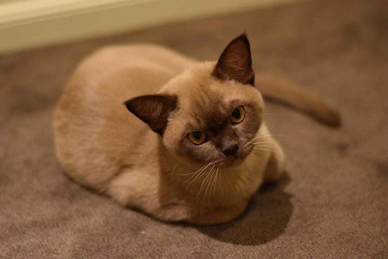 The Scientific Evidence Behind Cat Name Recognition Siamese The Vocal Velcro Cat, Sphynx The Hairless Hugger, Maine Coon The Gentle Giant, Bombay The Mini Panther with a Needy Heart, Burmese The Attachment-Focused Feline, Ragdoll The Floppy Affection Seeker, Abyssinian The Playful Attention Seeker, Bengal The Active Engagement Enthusiast, Russian Blue The Gentle Independent, British Shorthair The Dignified Companion, Persian The Serene Observer, American Shorthair The Balanced Moderate