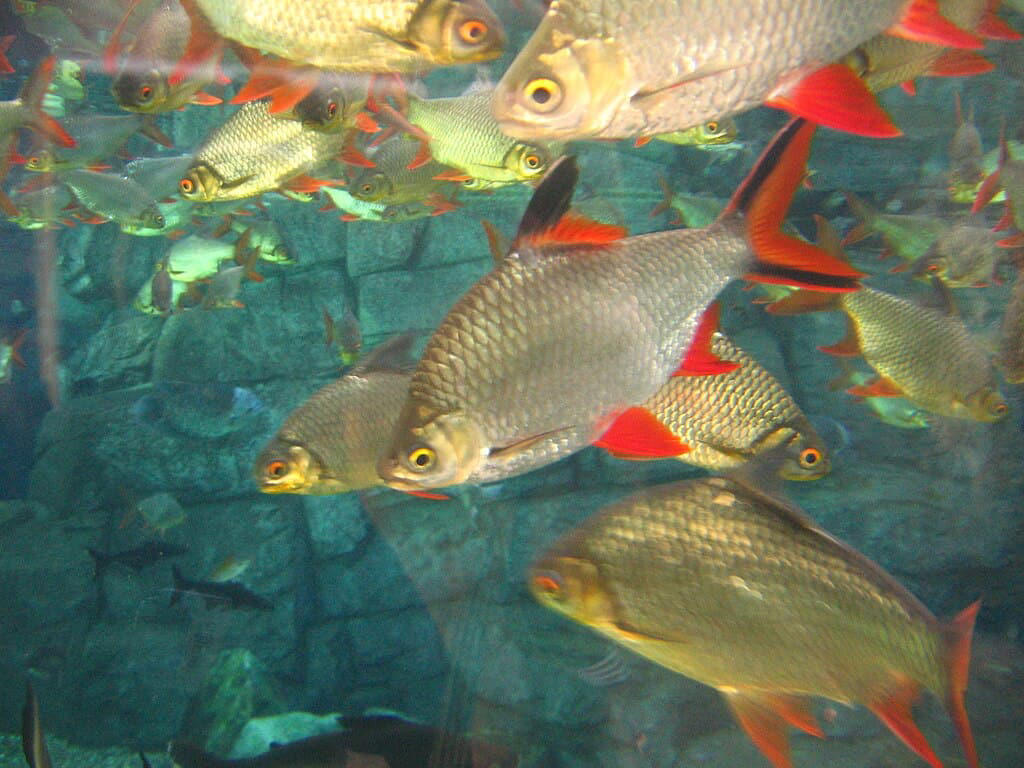 Goldfish Bubble Wall Enthusiasts, Zebra Danios Active Bubble Chasers, Platies Colorful Bubble Enthusiasts, Mollies Bubble-Loving Livebearers, White Cloud Mountain Minnows Cool-Water Bubble Fans, Corydoras Catfish Bottom-Dwelling Bubble Appreciators, Rainbowfish Colorful Current Swimmers, Swordtails Graceful Bubble Navigators, Barbs Energetic Bubble Explorers, Guppies Colorful Bubble Dancers, Three Fish That Prefer to Avoid Bubble Walls, Creating the Perfect Bubble Environment for Your Fish