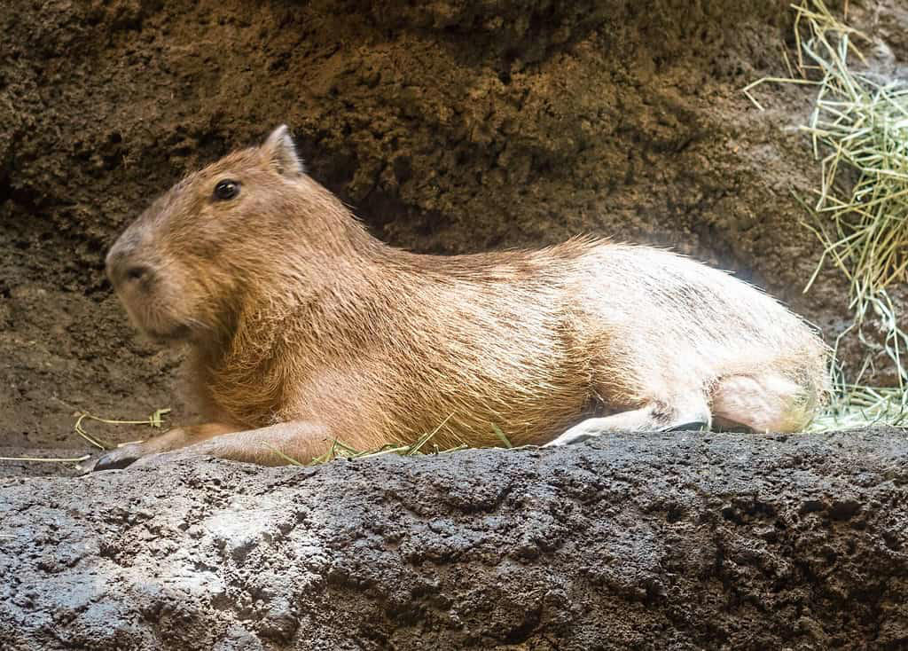 2. Capybara 12. Pink River Dolphin (Boto), 11. Spectacled Bear, 10. Jaguar, 9. Andean Condor, 8. Colombian Lesserblack Tarantula, 7. Giant Anteater, 6. Poison Dart Frogs, 5. Orinoco Crocodile, 4. Glass Frog, 3. Humpback Whale, 2. Capybara, 1. Scarlet Ibis