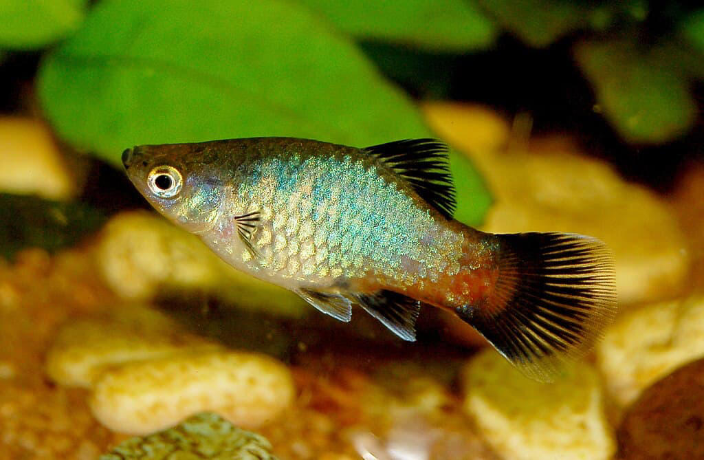 Goldfish Bubble Wall Enthusiasts, Zebra Danios Active Bubble Chasers, Platies Colorful Bubble Enthusiasts, Mollies Bubble-Loving Livebearers, White Cloud Mountain Minnows Cool-Water Bubble Fans, Corydoras Catfish Bottom-Dwelling Bubble Appreciators, Rainbowfish Colorful Current Swimmers, Swordtails Graceful Bubble Navigators, Barbs Energetic Bubble Explorers, Guppies Colorful Bubble Dancers, Three Fish That Prefer to Avoid Bubble Walls, Creating the Perfect Bubble Environment for Your Fish