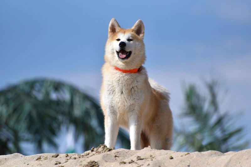 Breed Differences in Emotional Sensitivity The Science of Canine Emotional Recognition, Scent Detection of Emotional Changes, Facial Expression Recognition, Behavioral Changes Detection, Auditory Cues and Voice Recognition, Empathy and Emotional Contagion, The Role of Oxytocin in Emotional Bond, Breed Differences in Emotional Sensitivity, The Impact of Training on Emotional Detection, Comforting Behaviors Dogs Display, When Emotional Detection Goes Wrong, Strengthening Your Emotional Bond