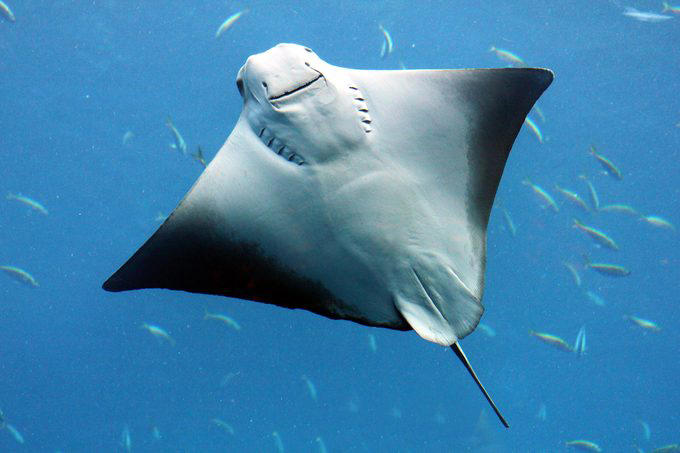 Stingrays, Vampire bats, Vultures, Pit bulls, Milk snakes, Mountain lions, Why trust us, Sources: