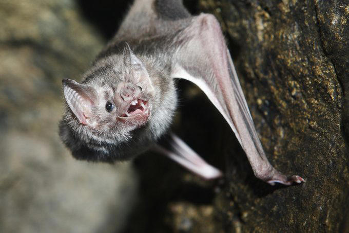 Stingrays, Vampire bats, Vultures, Pit bulls, Milk snakes, Mountain lions, Why trust us, Sources: