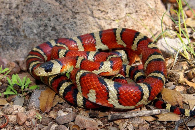 Stingrays, Vampire bats, Vultures, Pit bulls, Milk snakes, Mountain lions, Why trust us, Sources: