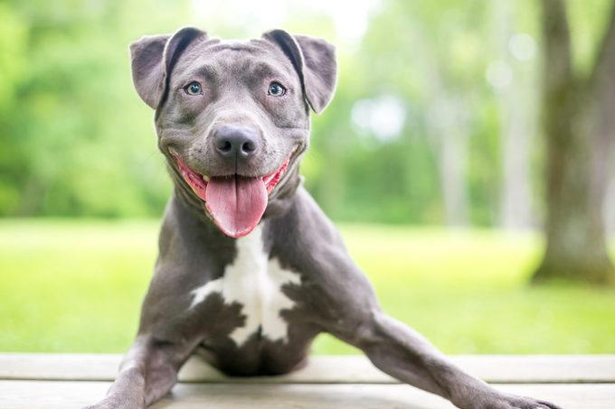 Stingrays, Vampire bats, Vultures, Pit bulls, Milk snakes, Mountain lions, Why trust us, Sources: