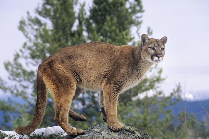 Stingrays, Vampire bats, Vultures, Pit bulls, Milk snakes, Mountain lions, Why trust us, Sources: