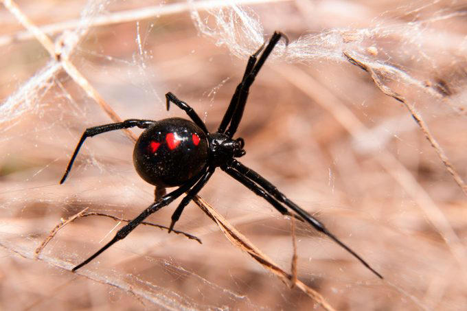Stingrays, Vampire bats, Vultures, Pit bulls, Milk snakes, Mountain lions, Why trust us, Sources: