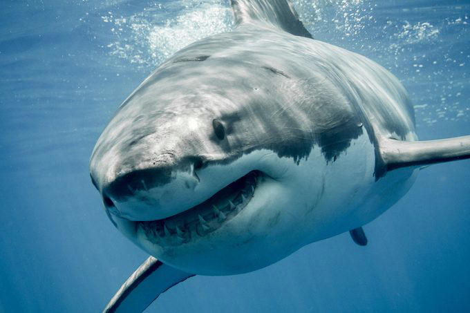 Stingrays, Vampire bats, Vultures, Pit bulls, Milk snakes, Mountain lions, Why trust us, Sources: