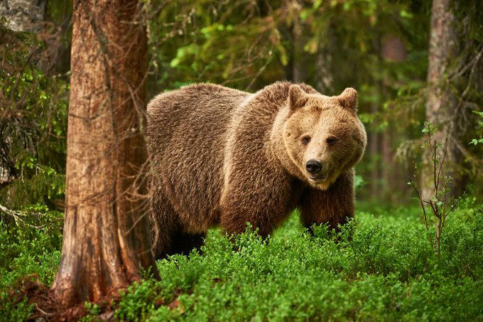 Stingrays, Vampire bats, Vultures, Pit bulls, Milk snakes, Mountain lions, Why trust us, Sources: