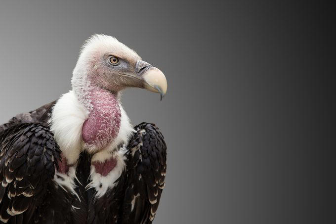 Stingrays, Vampire bats, Vultures, Pit bulls, Milk snakes, Mountain lions, Why trust us, Sources: