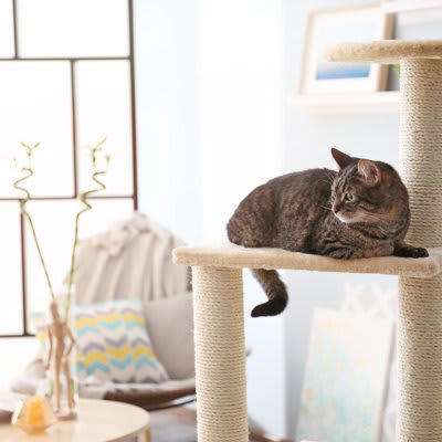 1.泊まりがけの外出のときにどうするか, 2.猫と暮らすのに十分な部屋か, 3.お留守番のときの対応について, 4.あなたに、もしものことがあったら？, 5.最後まで面倒を見られるか