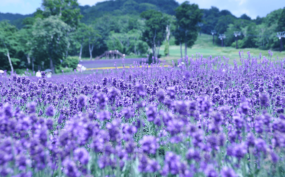 5位　志賀高原（長野県）, 4位　清里高原（山梨県）, 3位　富士見高原（長野県）, 2位　玉原高原（群馬県）, 1位　那須高原（栃木県）