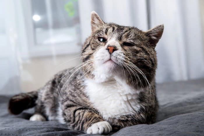 1.泊まりがけの外出のときにどうするか, 2.猫と暮らすのに十分な部屋か, 3.お留守番のときの対応について, 4.あなたに、もしものことがあったら？, 5.最後まで面倒を見られるか