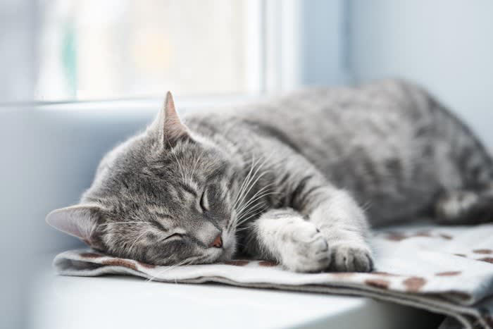 1.泊まりがけの外出のときにどうするか, 2.猫と暮らすのに十分な部屋か, 3.お留守番のときの対応について, 4.あなたに、もしものことがあったら？, 5.最後まで面倒を見られるか