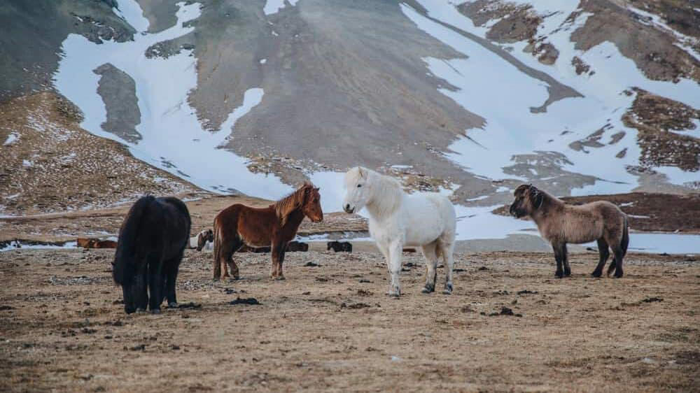 8. Horses Show True Character The Silent Language of Prey Animals, Horses as Biofeedback Mechanisms, The Herd Hierarchy: Leadership Through Nonverbal Authority, Reading Micro-Expressions: The Subtle Cues of Equine Communication, Pressure and Release: The Foundation of Clear Communication, Energetic Awareness: The Invisible Dimension of Communication, Congruence: When Inside Matches Outside, Nonverbal Communication Across Species Boundaries, The Space Between: Proxemics and Boundaries, Timing and Rhythm: The Temporal Dimension of Communication, From Barn to Boardroom: Practical Applications