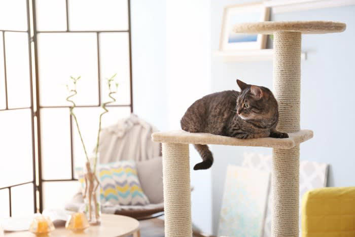 1.泊まりがけの外出のときにどうするか, 2.猫と暮らすのに十分な部屋か, 3.お留守番のときの対応について, 4.あなたに、もしものことがあったら？, 5.最後まで面倒を見られるか