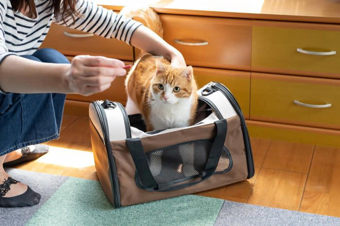 1.泊まりがけの外出のときにどうするか, 2.猫と暮らすのに十分な部屋か, 3.お留守番のときの対応について, 4.あなたに、もしものことがあったら？, 5.最後まで面倒を見られるか