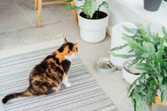1.泊まりがけの外出のときにどうするか, 2.猫と暮らすのに十分な部屋か, 3.お留守番のときの対応について, 4.あなたに、もしものことがあったら？, 5.最後まで面倒を見られるか