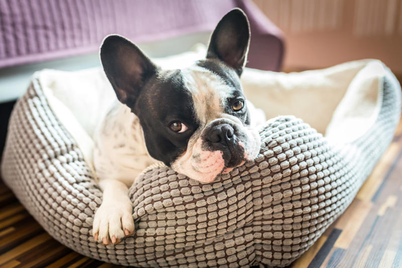 Pets Sleeping position, Dust and mold, Humidifiers, Sleeping with a pet nearby, Indoor pollen, Symptoms can make it difficult, Dust or mold in the bedroom, Use HEPA purifiers, Close your windows, Allergy medications, Time of day that allergies peak