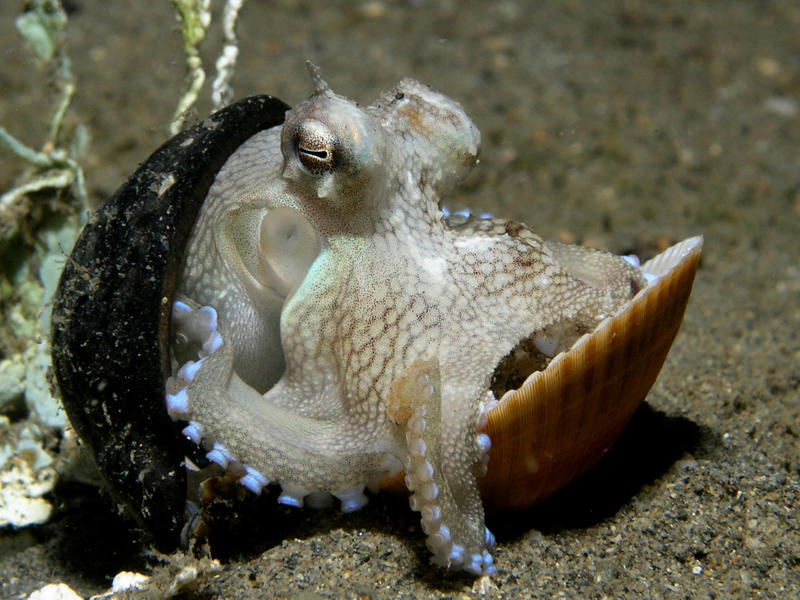 The Puzzle-Solving Power of the Cuttlefish (and Its Color-Changing Brain) The Mysterious World of Cuttlefish Intelligence, The Color-Changing Brain Phenomenon, Problem-Solving Abilities That Defy Expectations, The Camouflage Connection to Cognitive Processing, Memory Formation and Retrieval in Cuttlefish, Social Intelligence and Communication, The Neuroscience Behind Color-Changing Cognition, Comparative Intelligence with Other Cephalopods, Environmental Factors Shaping Cognitive Evolution, Laboratory Research and Experimental Methods, The Role of Play in Cuttlefish Development, Technological Applications of Cuttlefish Intelligence, Conservation Implications and Environmental Concerns, Future Research Directions, The Evolutionary Significance of Cephalopod Intelligence, Lessons for Understanding Human Cognition, The Philosophy of Non-Human Intelligence