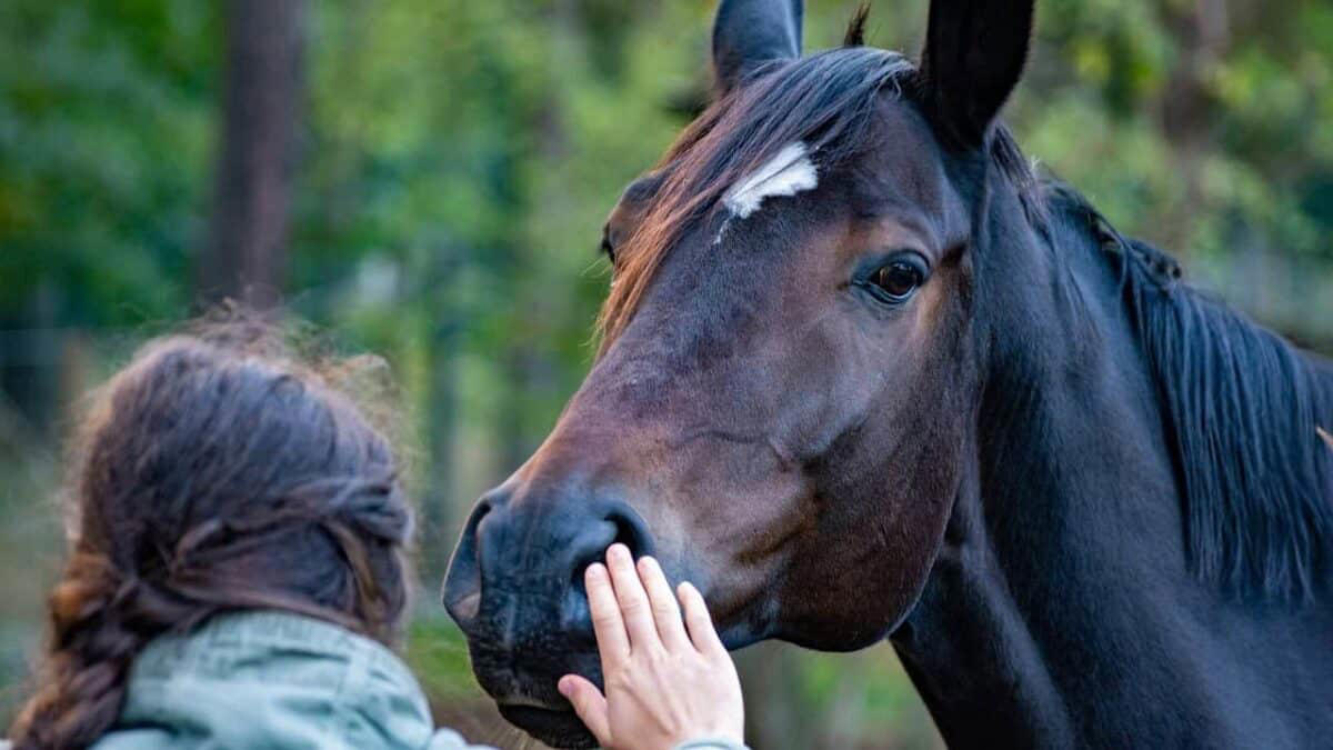 Horses as Biofeedback Mechanisms The Silent Language of Prey Animals, Horses as Biofeedback Mechanisms, The Herd Hierarchy: Leadership Through Nonverbal Authority, Reading Micro-Expressions: The Subtle Cues of Equine Communication, Pressure and Release: The Foundation of Clear Communication, Energetic Awareness: The Invisible Dimension of Communication, Congruence: When Inside Matches Outside, Nonverbal Communication Across Species Boundaries, The Space Between: Proxemics and Boundaries, Timing and Rhythm: The Temporal Dimension of Communication, From Barn to Boardroom: Practical Applications